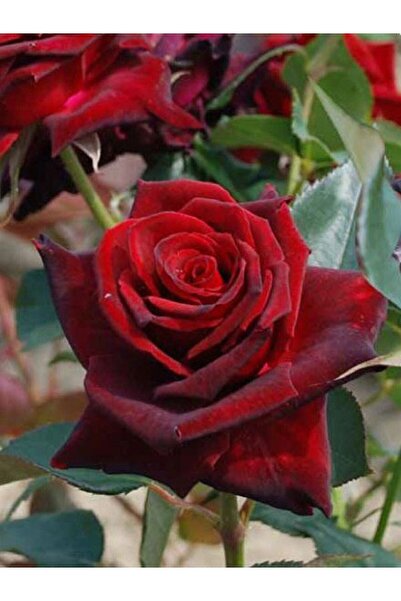 Genel Markalar 3 Adet Açık Kök Gül Fidanı (BAYRAK KIRMIZI) 1 Yaşında Yediveren Sarmaşık Kokulu