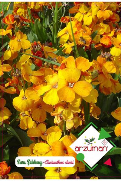 Doğalsan Tarım Sarı Renk Şebboy Çiçeği Tohumu 1 Paket (100 Adet ) Çiçek Tohum...