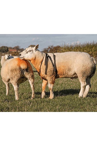 Farmena Çiftleşme Kemeri - Koç Aşım Kemeri + Mavi Boya