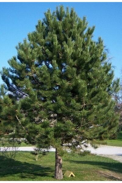 Ekodoğa Karaçam Tohumu 20 Gr (600 Adet Tohum) Kara Çam Tohumu Çam Tohumları S...