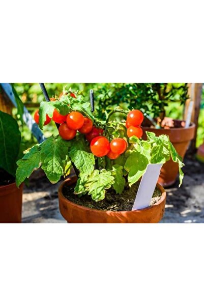 Tohumcumm Balkon Domatesi Tohumu (saksıda Yetişir) %100 Yerli Domates (10 Ade...