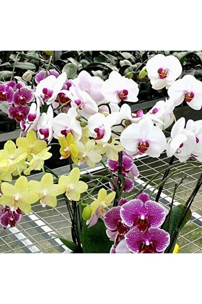 Day 50 Adet Karışık Renk Orkide Tohumu