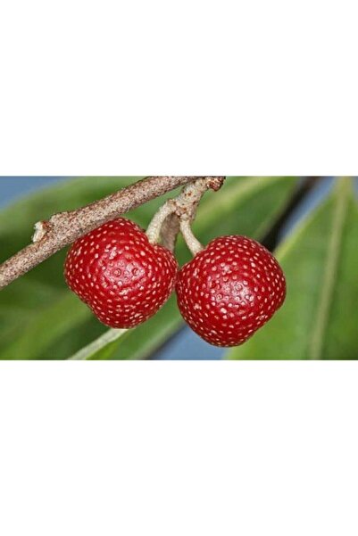 Daglioglu Fidancilik Japon Iğdesi - Kırmızı Güz Yemişi Fidanı