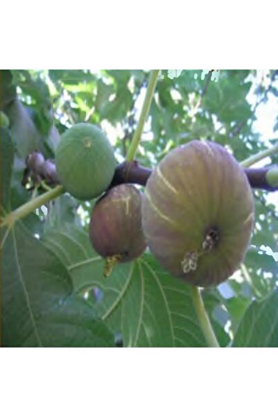 ASES 2 Adet Tüplü Mor Güz Incir Fidanı