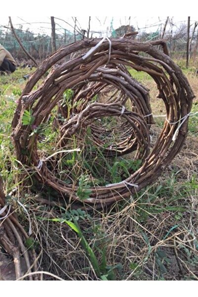 ASES 3-5 M Cardinal Üzüm Fidanı