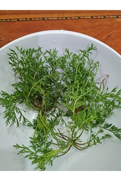 ÇERMİK FİDANCILIK Ince Tere Tohumu 10 Gr