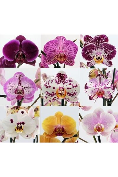 Day 50 Adet 10 Farklı Renk Karışık Orkide Çiçeği Tohumu + 10 Adet Hediye K.re...