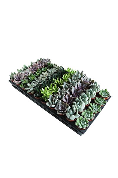 Wallstar Mini Sukulent Çeşitleri 10 Adet