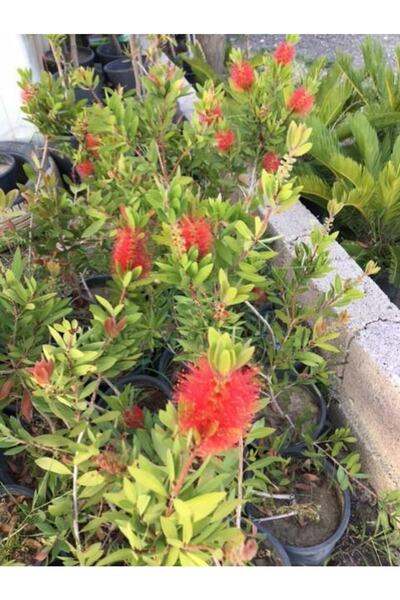 ASES Saksıda Fırça Çalısı Bitkisi Boy 100-120cm