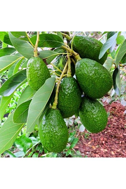 ASES Aşılı Tüplü Fuerte Avokado 2 Yaş Boy 60-90 Cm