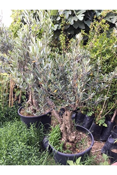 ASES 25-30 Yaş 65 Lt Saksıda Bodur Gemlik Zeytin Ağacı Gövde Çapı 50-80 Cm (boy 100-120 Cm)