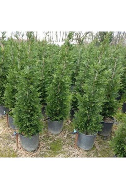 ASES 12 lt Saksıda Cupressocyparis Leylandii Leylandi Fidan 80-100 cm