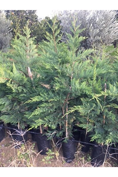 ASES Tüplü Leylandi Fidanı 120-150 cm