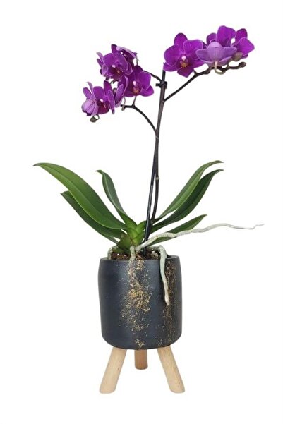 karlabotanik Mini Orkide | Mermer Desenli Saksıda