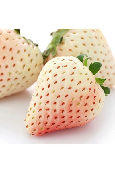 Daglioglu Fidancilik Beyaz Çilek Fidesi Pineberry 2 Adet