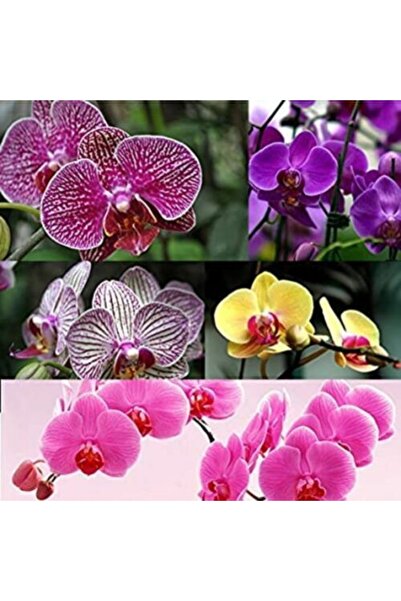 Day 10 Adet 10 Farklı Renk Karışık Orkide Çiçeği Tohumu + 10 Adet Hediye K.re...