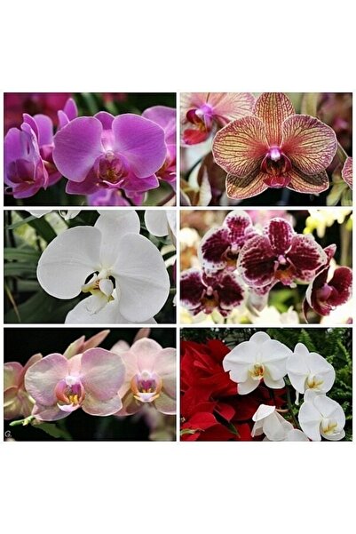 Day 50 Adet 10 Farklı Renk Karışık Orkide Çiçeği Tohumu + 10 Adet Hediye K.re...
