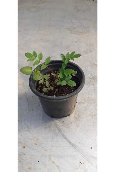 artemisiatıbbibitki Kedi Otu (valerian) Fidesi 8 Cm Saksıda