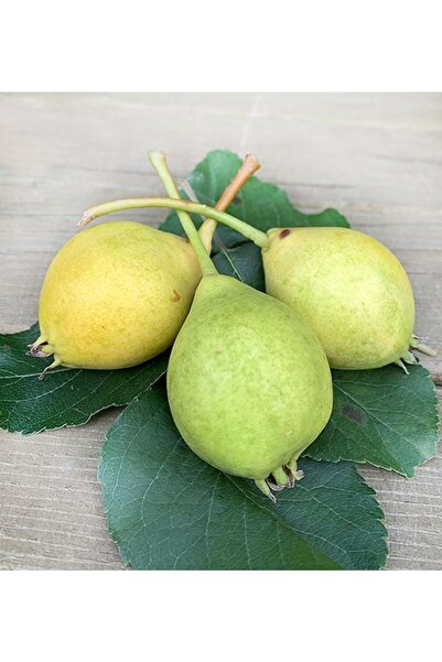 ASES 3 Yaş Tüplü Aşılı Erkenci Akça Bal Armut Boy 120-150 Cm