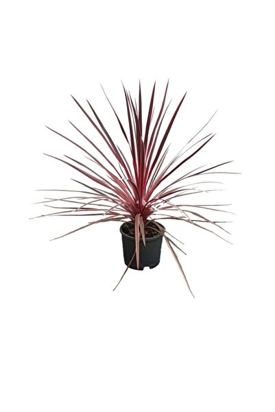 Palmiye Cordyline Pembe (22 Cm Saksıda)