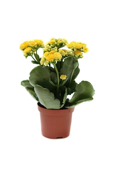MorDekor Kalanchoe Çiçeği Kalanşo Çiçeği Bitki Ev Ofis Bitkisi 20 - 25 cm