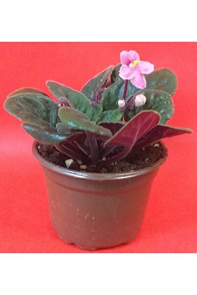 ÜÇLER ÇİÇEK Menekşe Afrika Menekşesi 15-20 Cm Büyüklüğünde