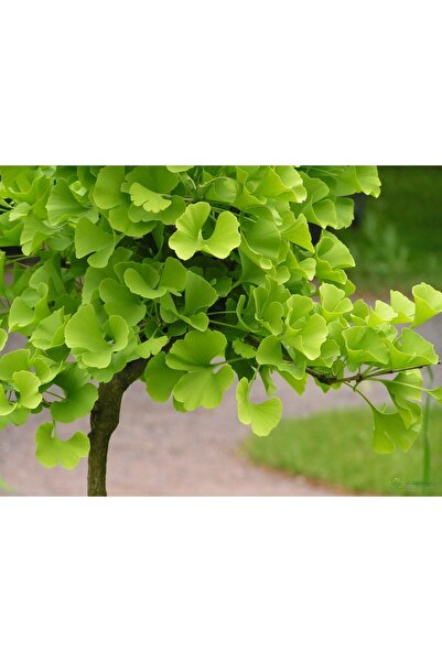 Genel Markalar Ginkgo Biloba Fidanı 1 Yaş Saksılı
