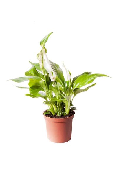 SFF Moda Spathiphyllum Pearl Cupido | Barış Çiçeği (ithal) 7cm Ø