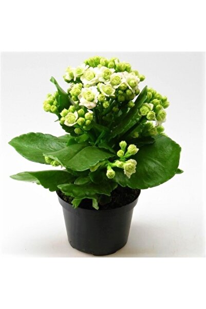 Aysima Çiçekevi Beyaz Çiçekli Kalanşo ( Kalanchoe ) Çiçeği Ithal Büyük Boy