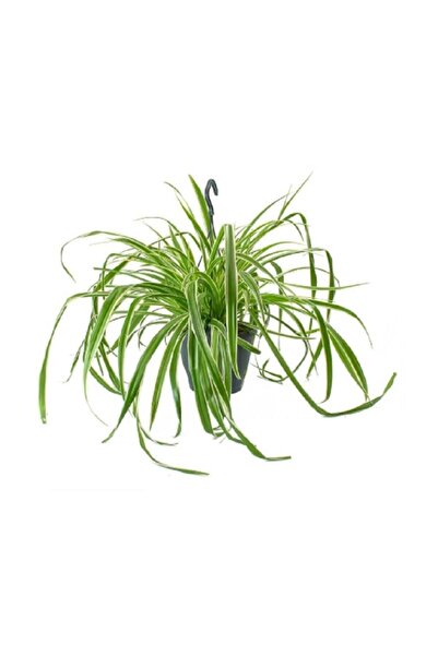 Ribbon Ivy Hanging Flower Pot Chlorphytum Houseplant Office Plant Balcony Plant