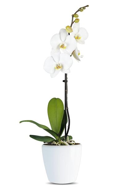 Solo Plant Phalaenopsis Iris Tek Dallı Beyaz Orkide