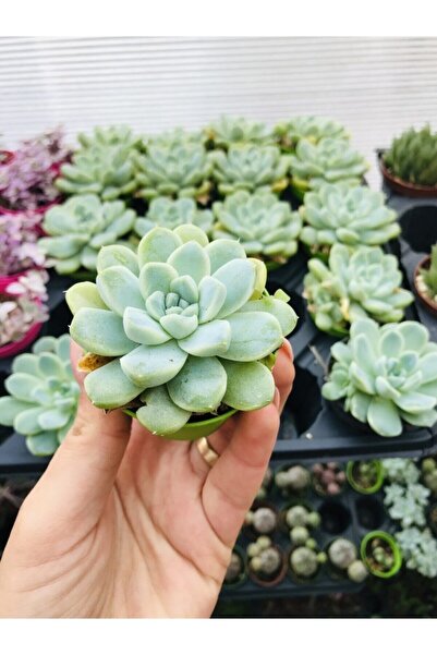 foliumbotanik Echeveria Elegans