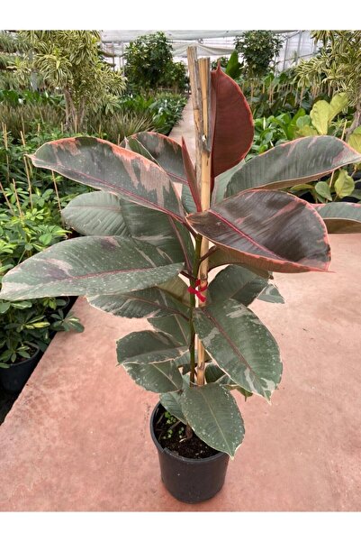 Genel Markalar Ficus Elastica Belize Alacalı Kauçuk Bitkisi 2'li 20–40 Cm