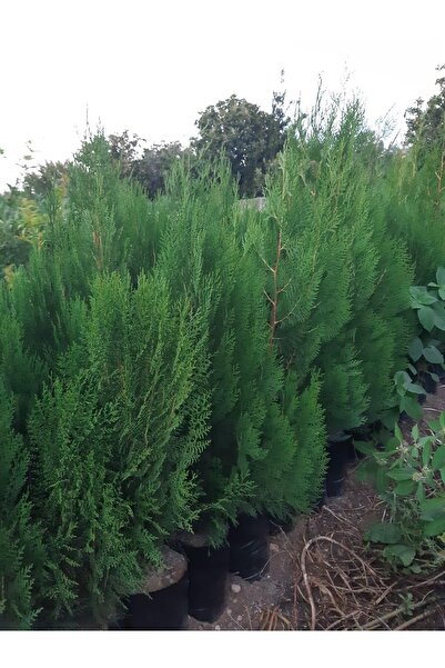 ASES 4 Adet Tüplü Çit Mazı Çamı Fidanı Yaş 2 Boy 40-60cm