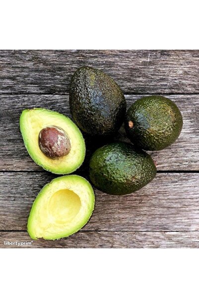 ASES Aşılı Tüplü Hass Black Avokado 2 Yaş Boy 60-90 Cm