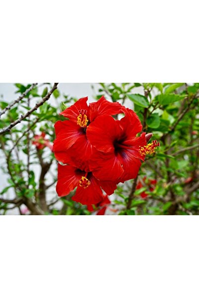 DH STORE Şans Ağacı Kırmızı Çiçekli Kokulu Japon Çiçeği Fidanı (tüplü Her Zam...