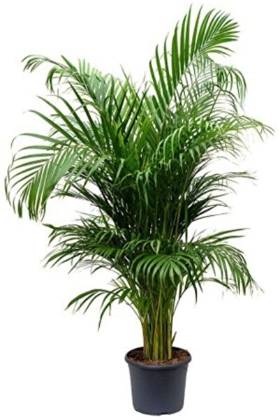 Genel Markalar Areka Palmiyesi Areca Lutescens 140 - 150 Cm