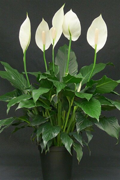 Online Botanik Barış Çiçeği (40~60 Cm)