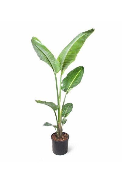 Hilal Garden Starliçe 140-160 Cm