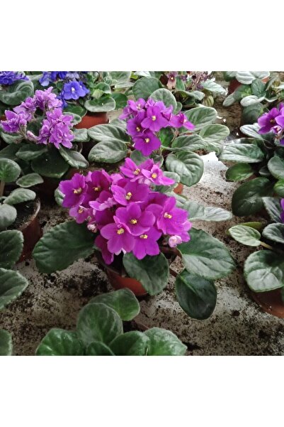 Saklı Bahçe Afrika Menekşesi