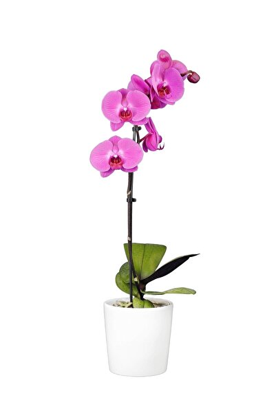 Solo Plant Phalaenopsis Bella Tek Dallı Mor Orkide