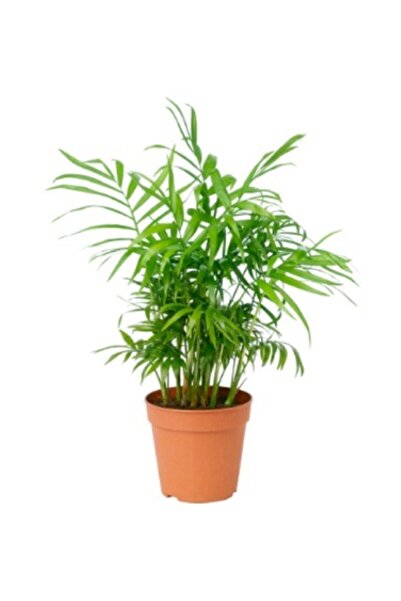 Berceste Peyzaj tasarım Şamadora Bitkisi Chamaedorea 30 Cm Ev Bitkisi Ofis Bitkisi Salon Bitkisi Masa Üstü Bitki