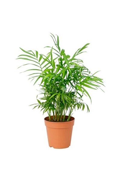 İklim Flowers Areka Palmiyesi Dağ Palmiyesi Şamadora Ev Ofis Salon Bitkisi 25...