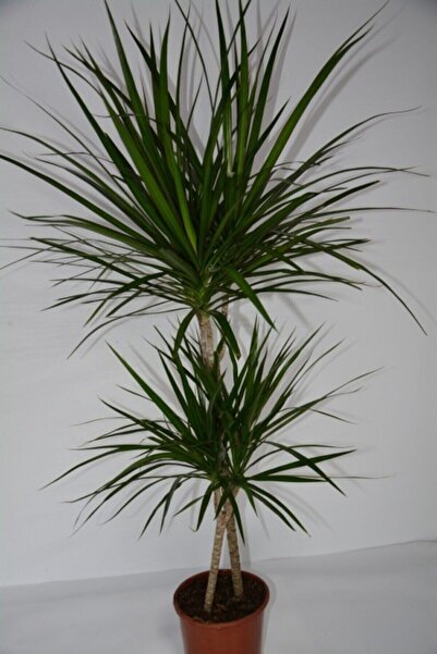 MY FLOWERS 120cm 2'li Dracaena Marginata Iç Mekan Çiçeği Ev Ofis Ve Salon Çiçeği