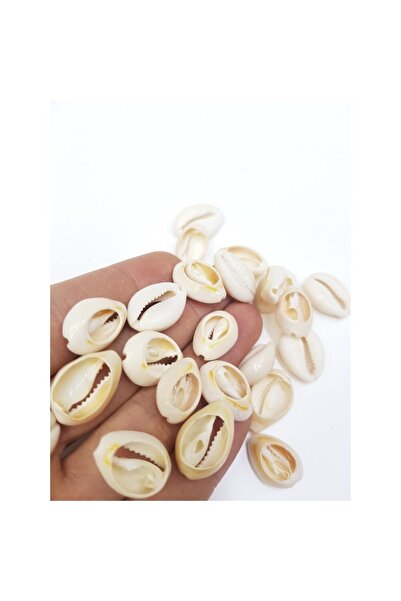 Major Butik قطع صدف 25 قطعة