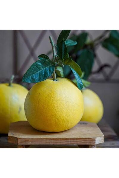 Hamile Marketim Ağaç Kavunu 1 Adet