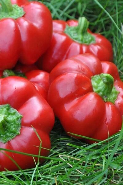 ÇERMİK FİDANCILIK Kamber Domates Biberi Tohumu 10 Gr