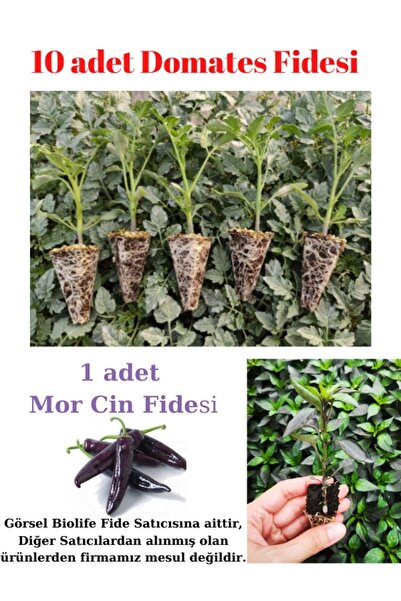 serada decor & plant Pembe Köy Domates Fidesi Yerli Tohum 10 Adet, Mor Cin Bi...