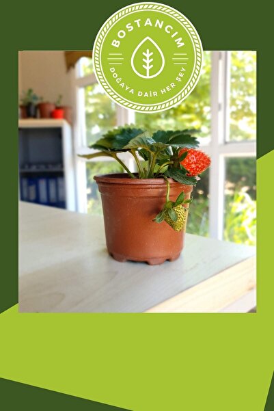 Bitkim Sende Yediveren Çilek Fidesi Saksıda Bol Verimli