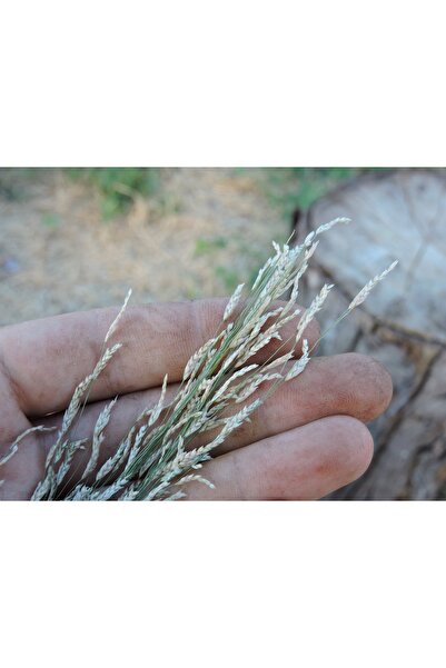 KAPPADOKİA Teff Unu 1 Kg